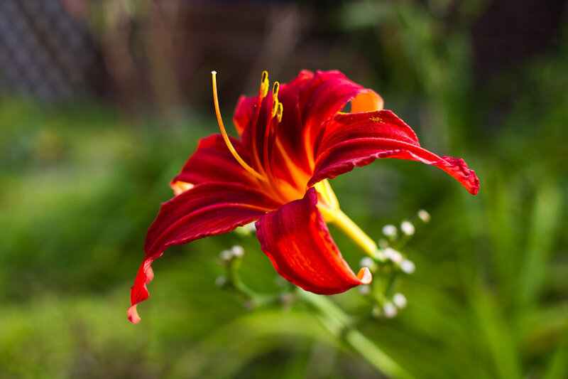 Red Lily Flower — Serene, Afternoon