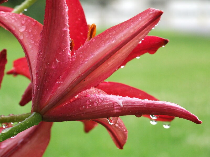 Red Lily Flower — Serene, Morning, Photograph, Raindrops, Green Stem