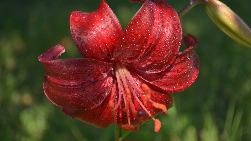 Red Lily Flower — Serene, Morning