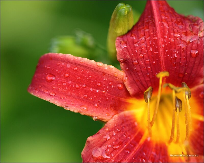 Red Lily Flower — Serene, Photograph