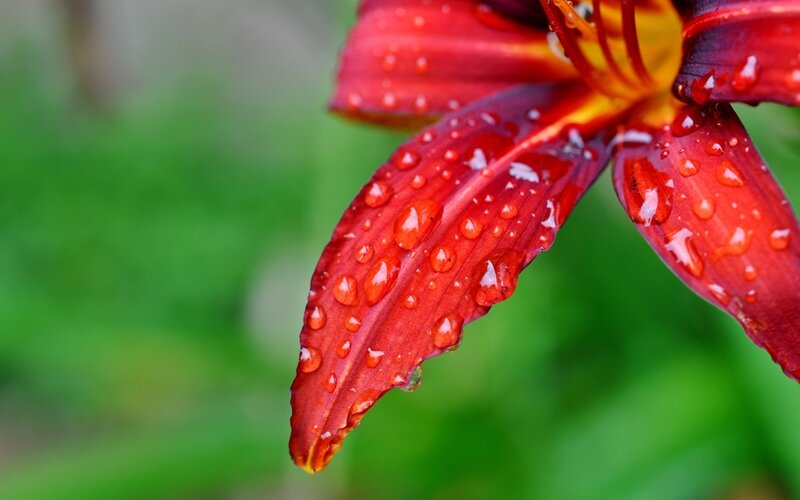 Red Lily Flower — Serene