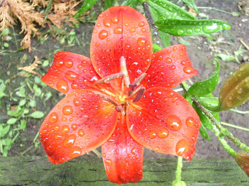 Red Lily Flower