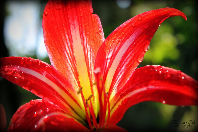 Red Lily Flower — Vibrant, Afternoon, Photograph