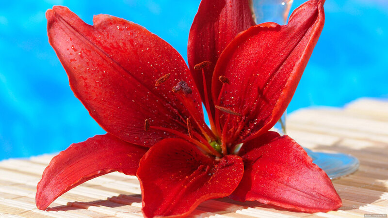 Red Lily Flower — Vibrant, Afternoon