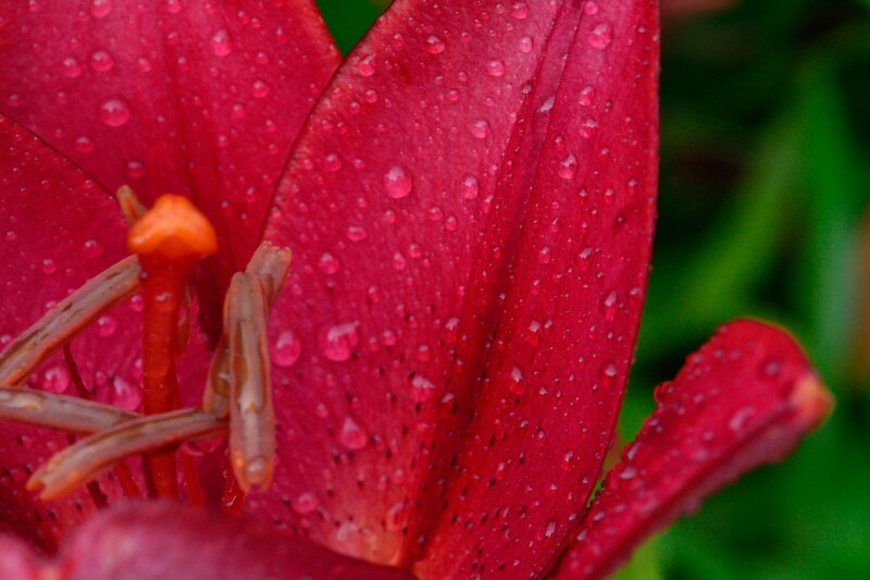 Red Lily Flower — Vibrant, Photograph, Petals