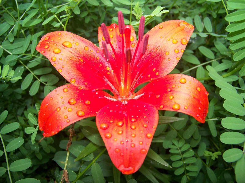 Red Lily Flower — Vibrant