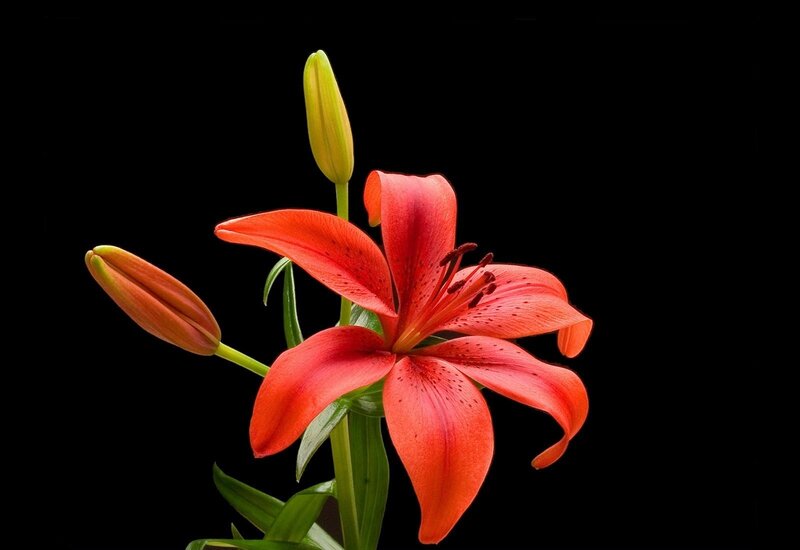 Red lily flower with buds