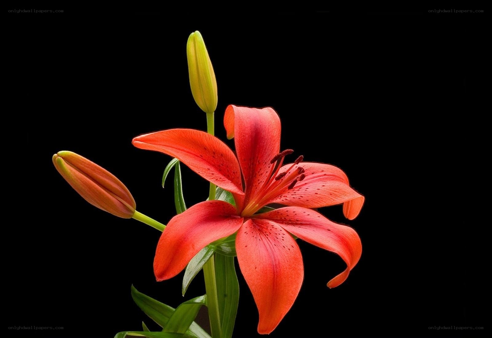 Red lily flower with buds