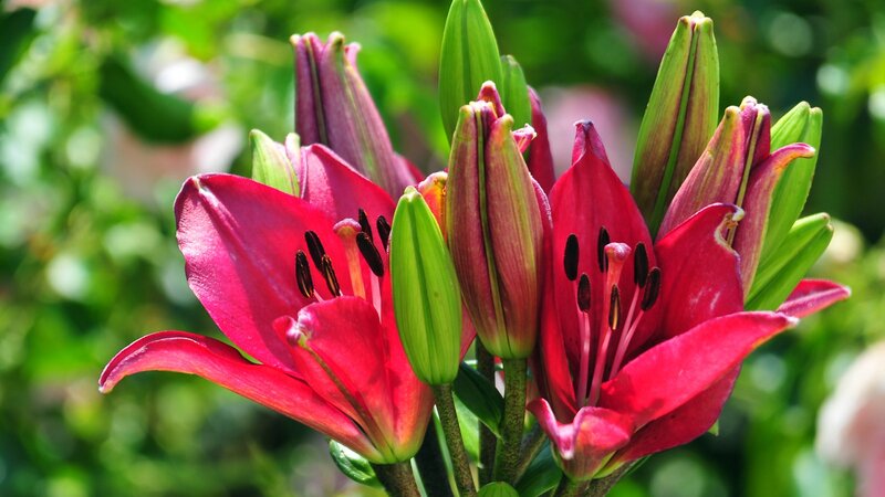 Red Lily Flowers — Natural, Afternoon