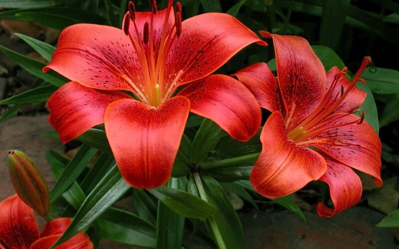 Red Lily Flowers — Natural, Photograph, Green Leaves