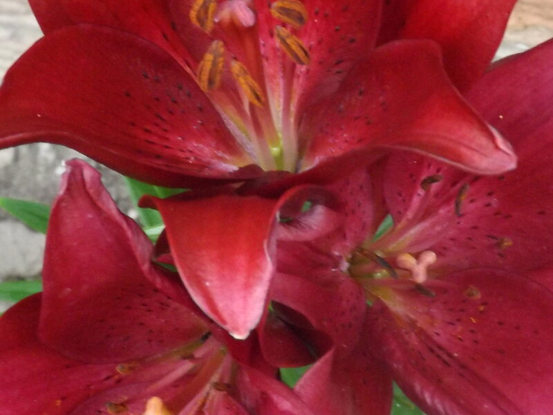 Red Lily Flowers — Natural, Photograph, Petals