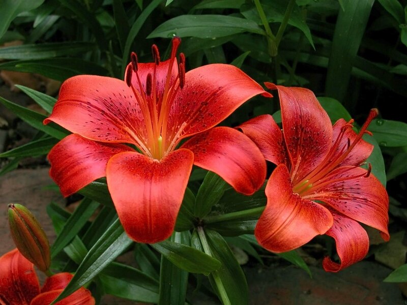 Red Lily Flowers — Natural, Photograph