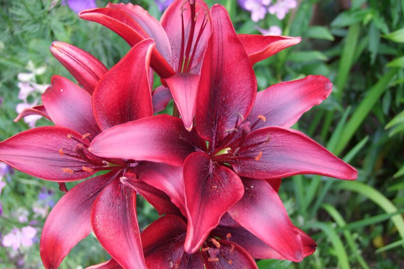 Red Lily Flowers — Natural, Summer, Photograph, Green Leaves
