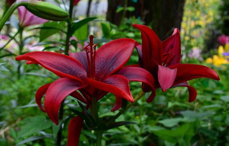 Red Lily Flowers — Natural, Summer, Photograph