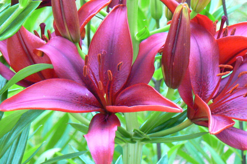 Red Lily Flowers — Natural