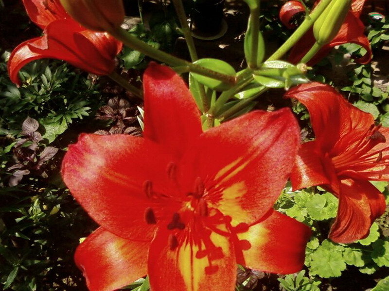 Red Lily Flowers — Vibrant