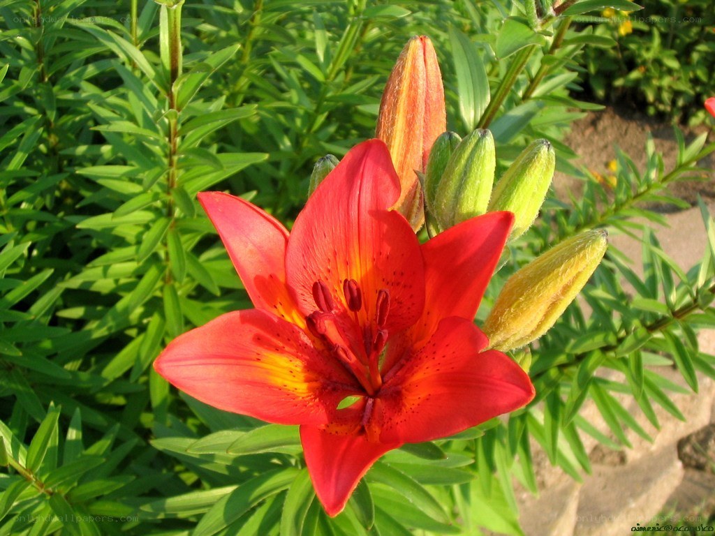 Red lily in bloom