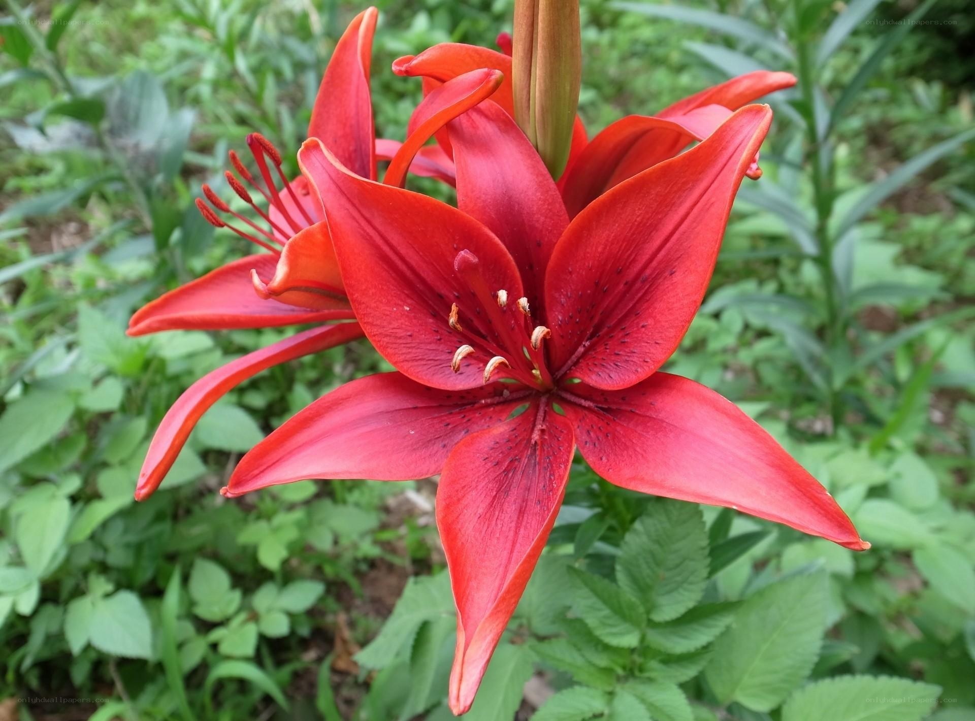 Red lily in bloom