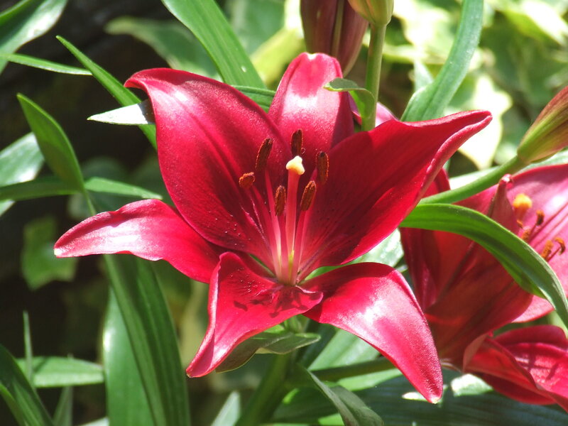 Red lily in full bloom