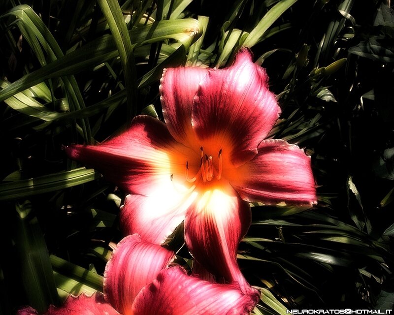 Red lily in sunlight