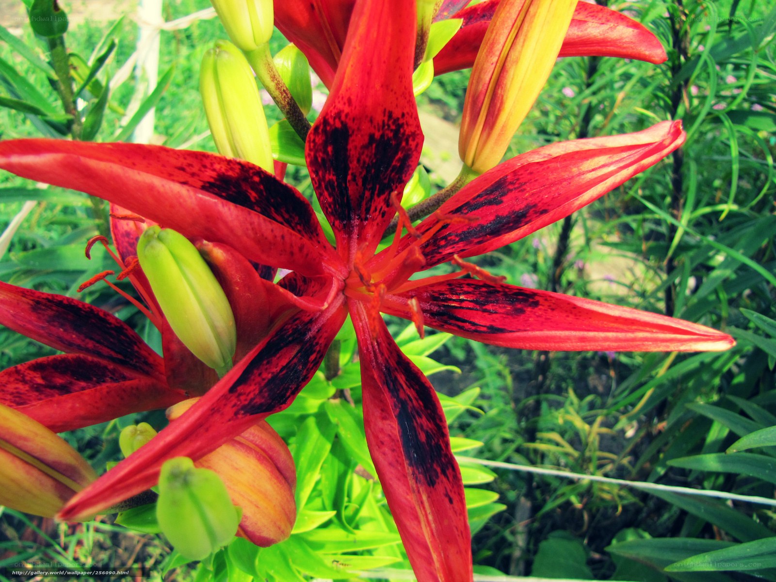 Red lily with dark spots