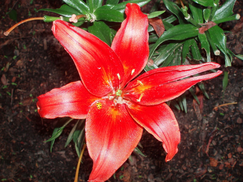 Red lily with ladybug