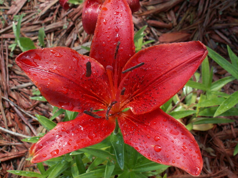 Red lily with raindrops