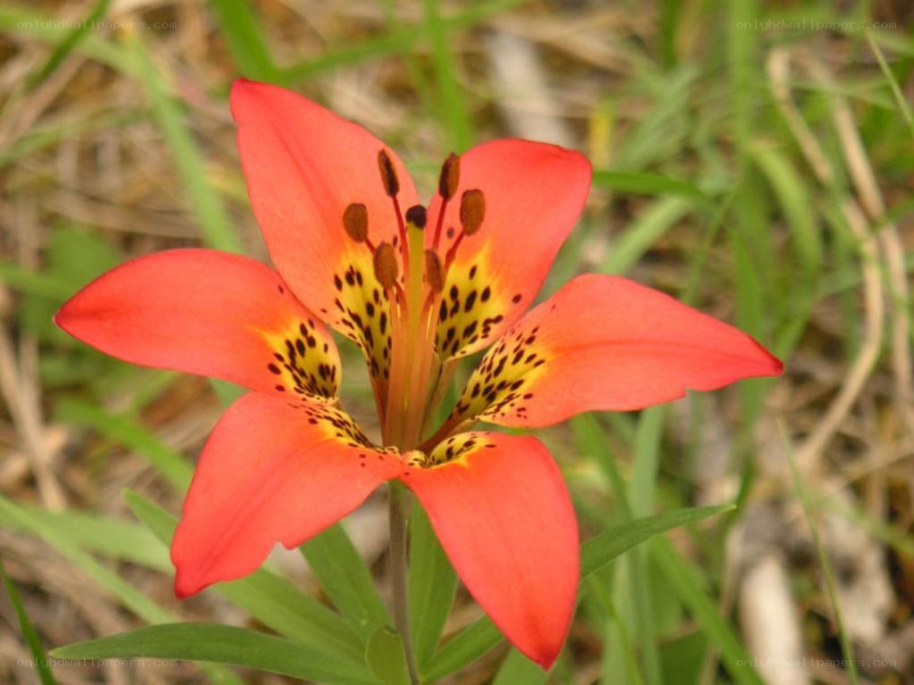 red lily with spotted petals