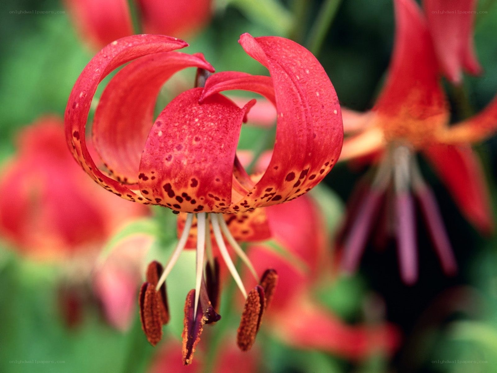 Red lily with spotted petals