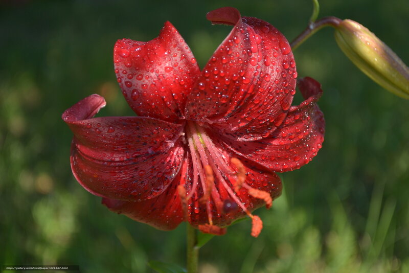 Red lily with water droplets