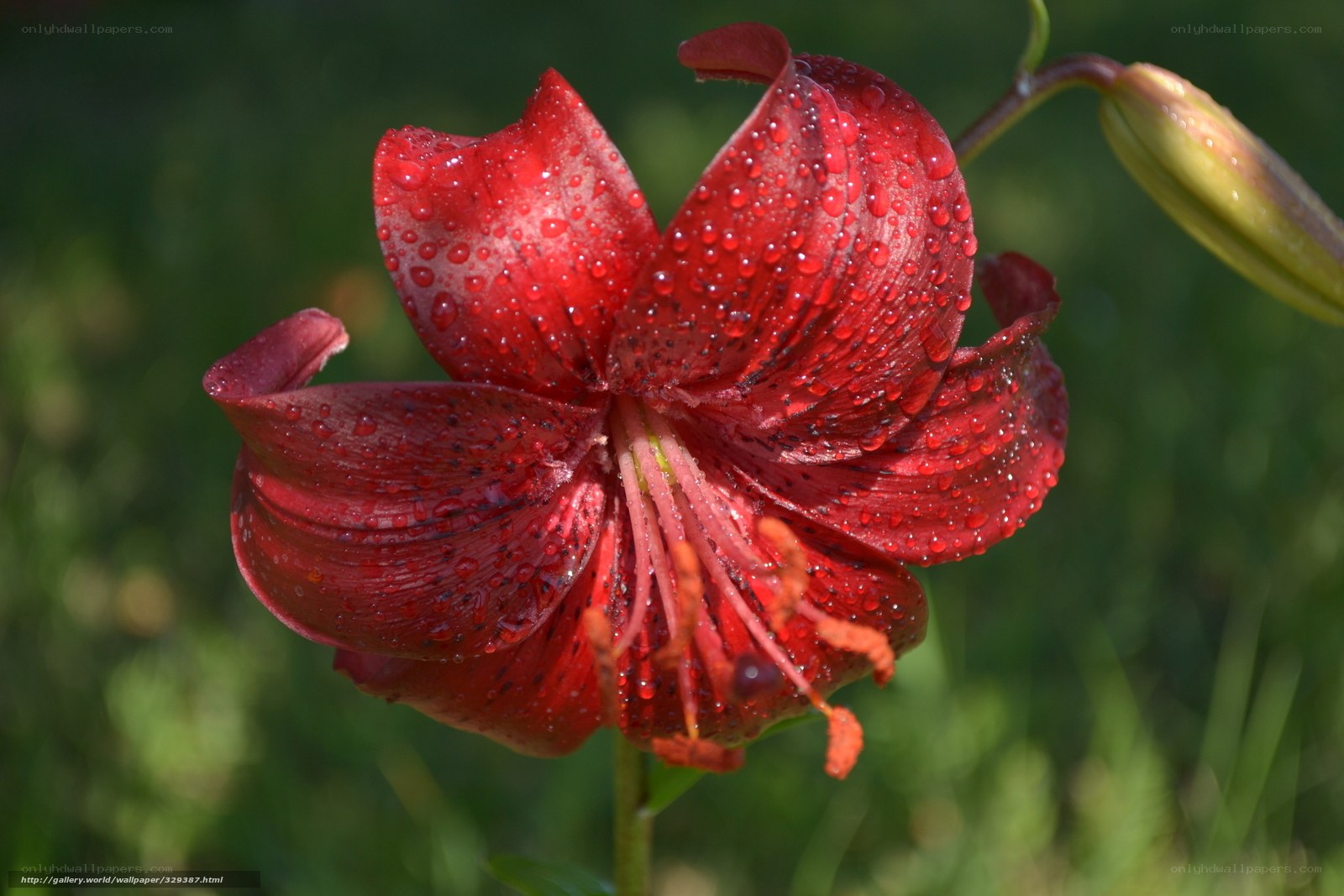 Red lily with water droplets