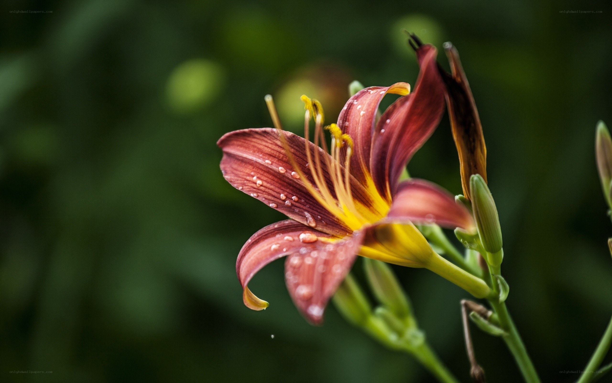 red lily with water droplets