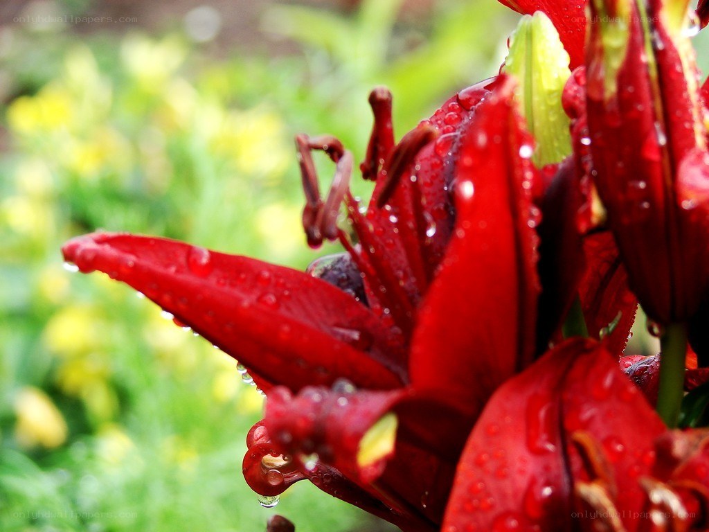 Red lily with water droplets