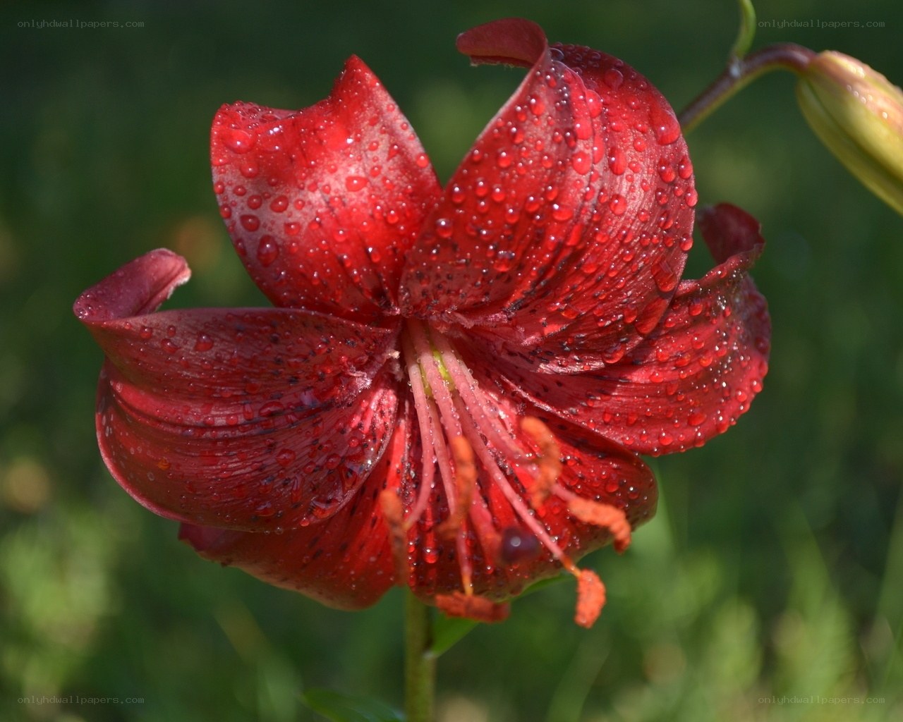 Red lily with water droplets