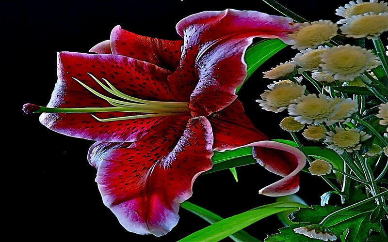 Red lily with white flowers