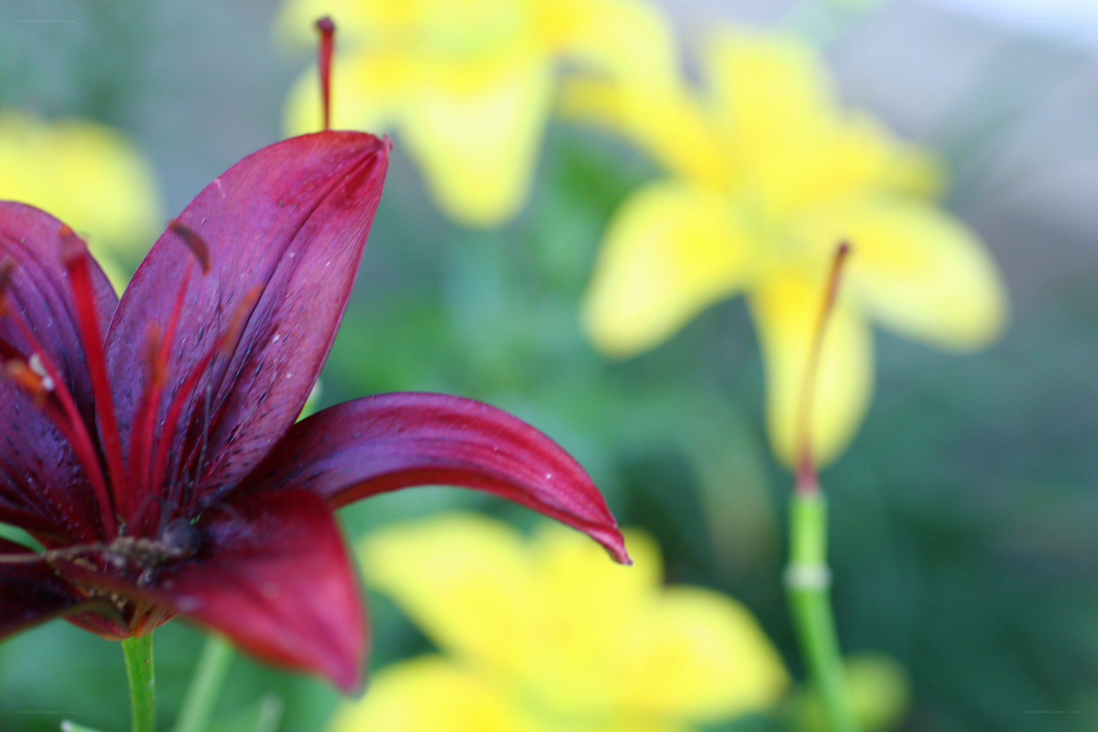 Red lily with yellow flowers