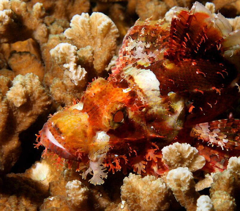 Red lionfish on coral reef