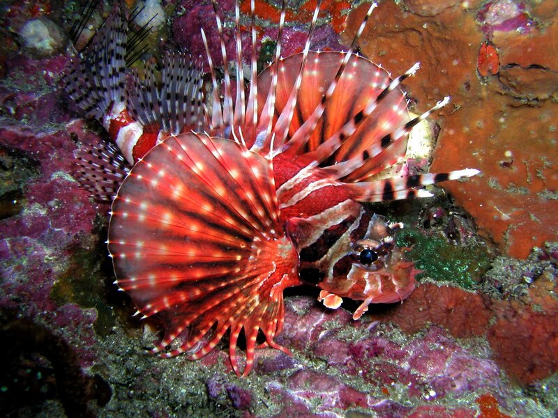 Red lionfish on coral reef