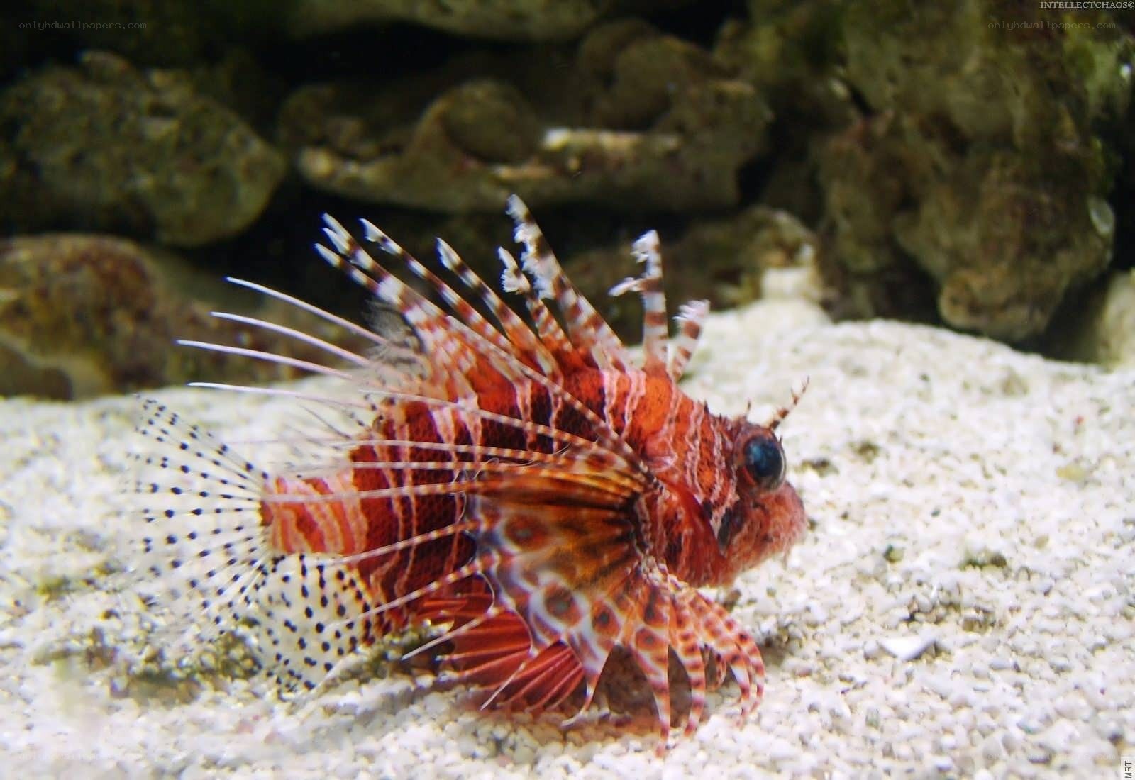 Red lionfish on sandy seabed