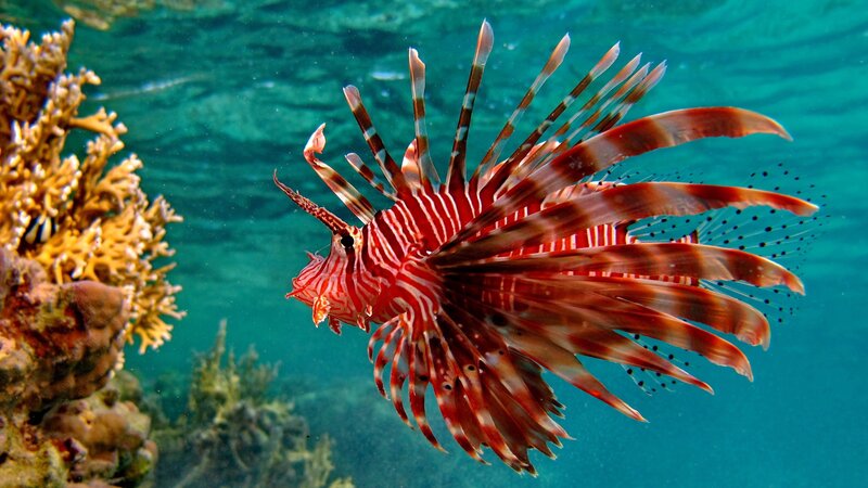Red Lionfish Swimming — Calm