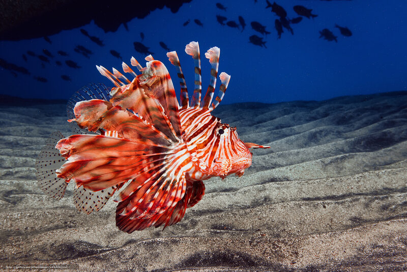 Red Lionfish Swimming — Serene, Photograph