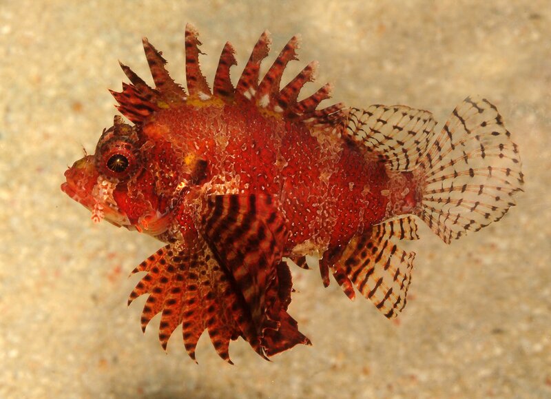 Red lionfish with spines