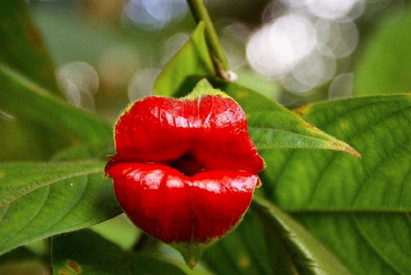 Red Lip-shaped Flower