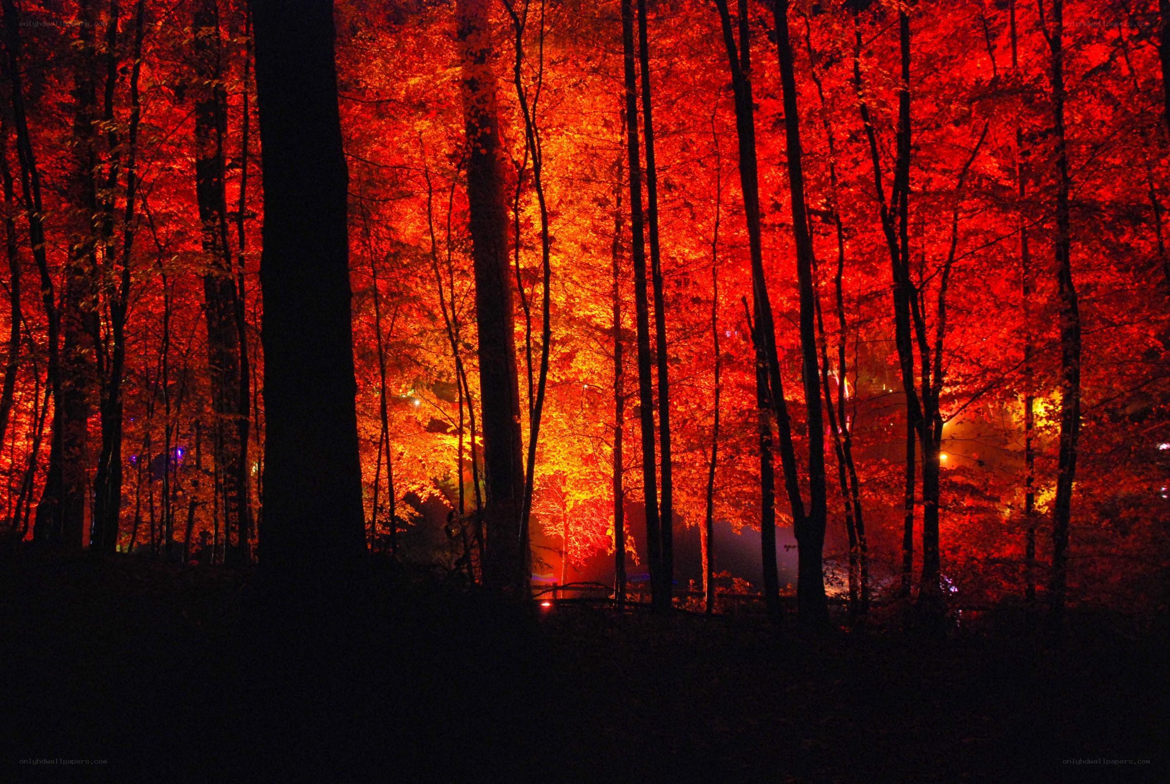 Red-lit forest at night