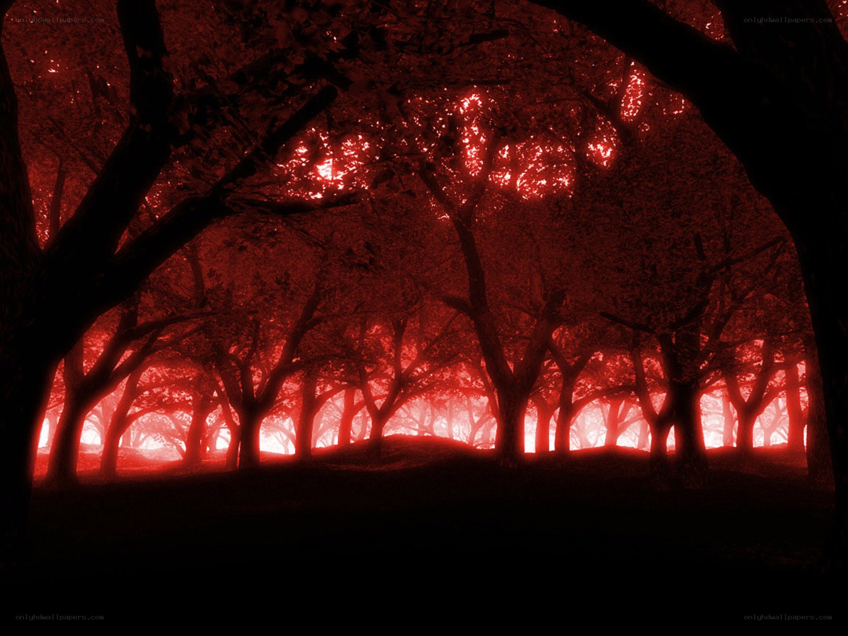 Red-lit forest at night