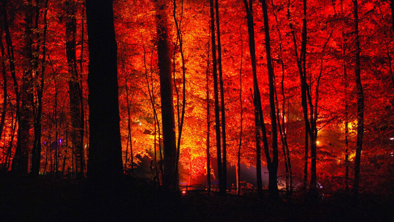 Red-lit forest at night