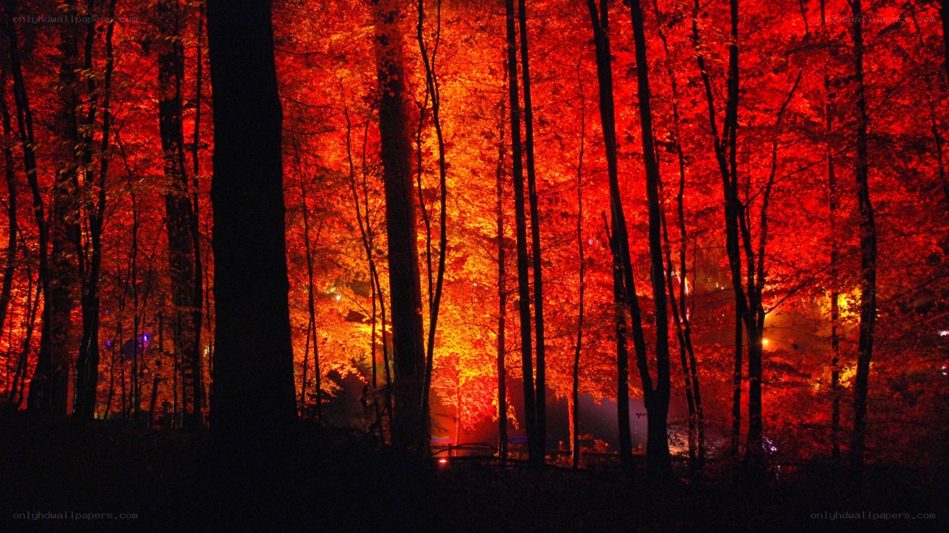 Red-lit forest at night