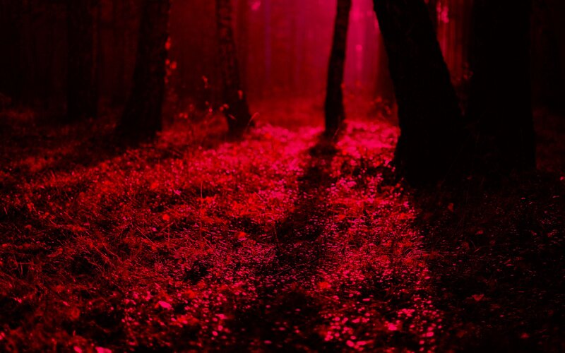 Red-lit forest path