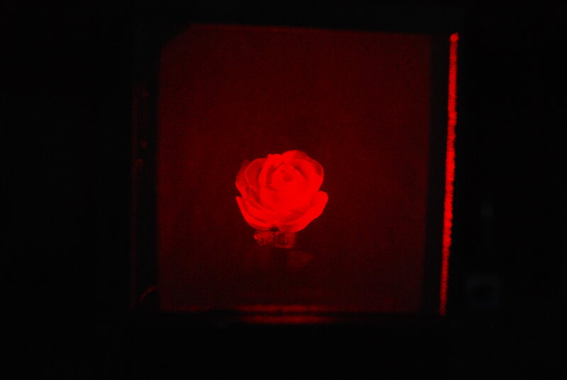 Red-lit rose in dark box