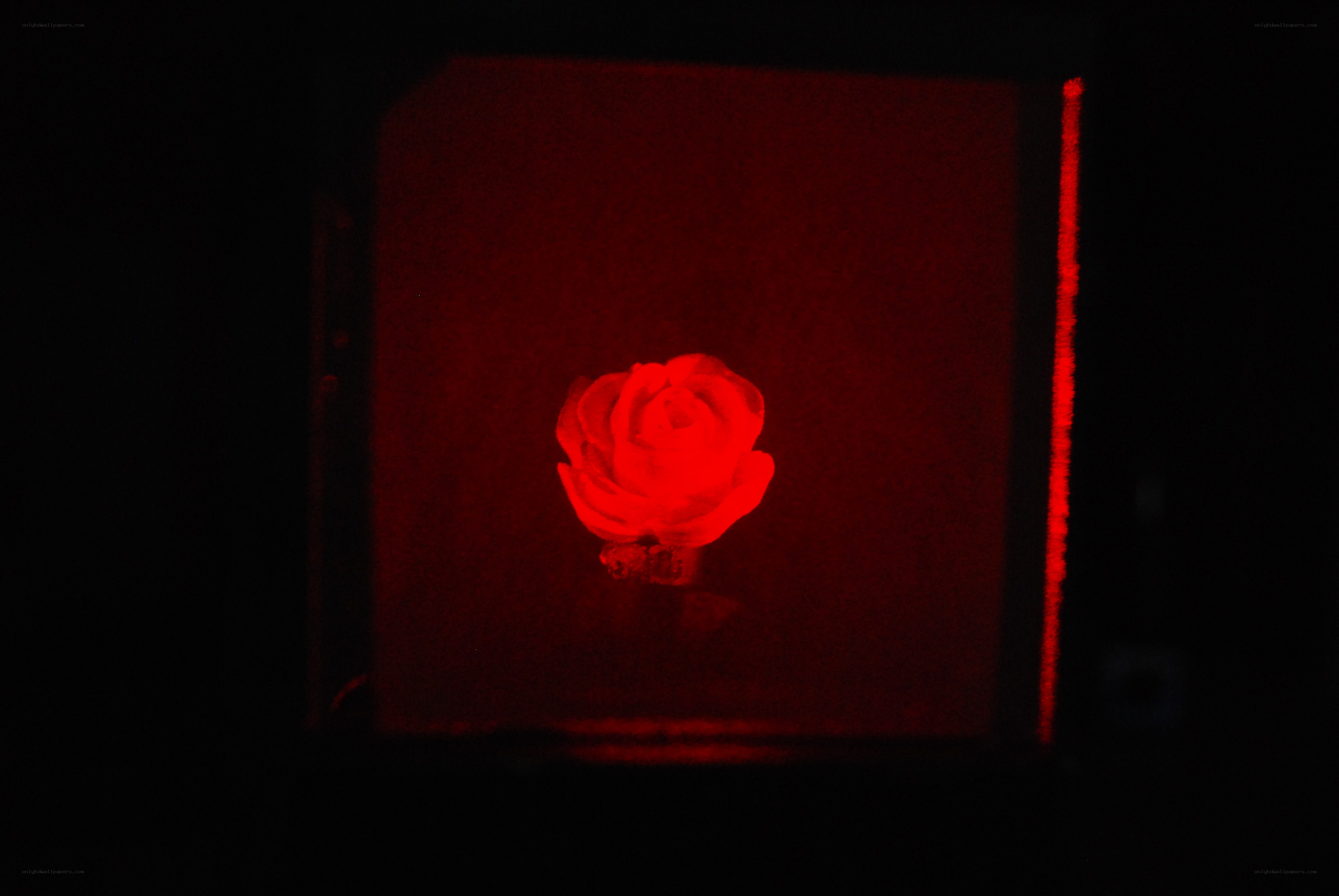 Red-lit rose in dark box